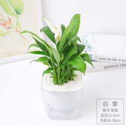 懒人绿植花盆_懒人盆养花--第1张