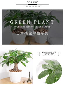 室内懒人绿植盆景图片欣赏_懒人植物适合室内--第1张