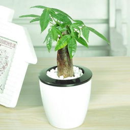 大盆懒人绿植有哪些图片_大盆懒人绿植有哪些图片大全--第1张