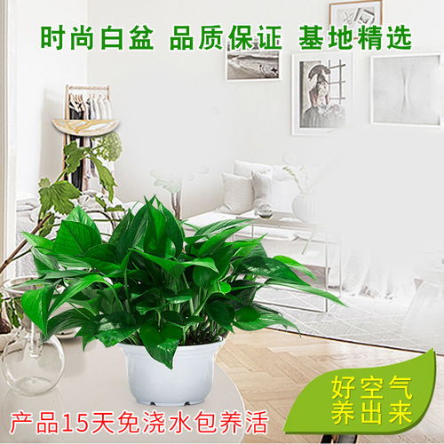 除甲醛客厅大盆懒人绿植_除甲醛的绿植盆栽--第1张