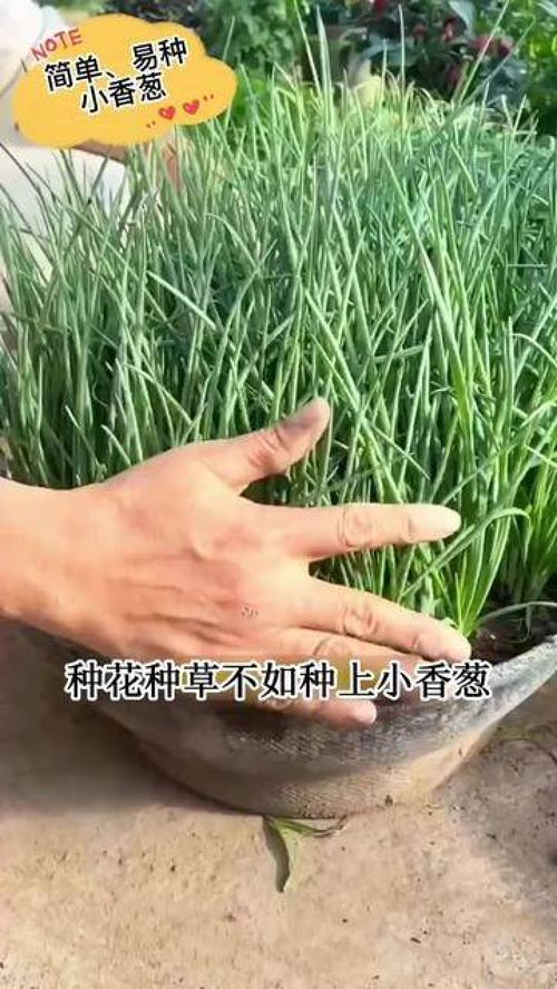 小绿植懒人_绿植懒人营养棒的作用--第1张