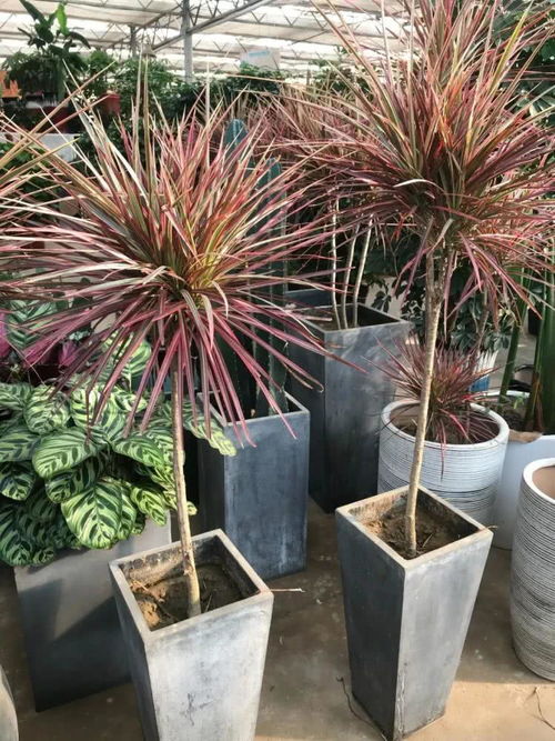 懒人绿植前十名_108种懒人植物--第1张