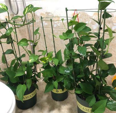 懒人盆绿植黄叶掉叶子怎么办_绿植懒人盆怎么用--第1张