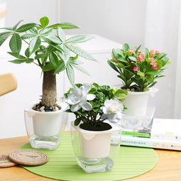 大盆懒人绿植怎么养殖的_大盆植物什么好养活--第1张