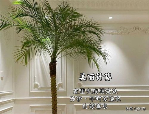 客厅买什么懒人绿植比较好_客厅买什么懒人绿植比较好养--第1张