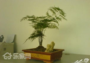 文竹懒人盆绿植推荐图片_文竹盆栽植物怎样养好--第1张