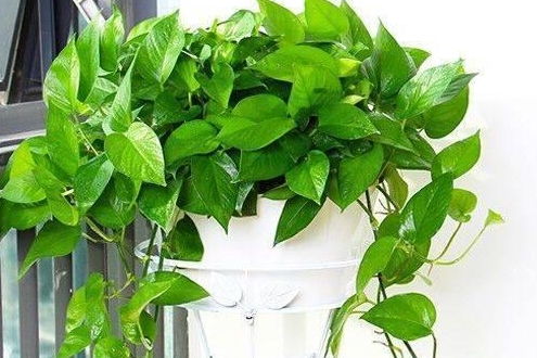绿植懒人养龟好吗百度百科_懒人盆养绿萝好不好--第1张