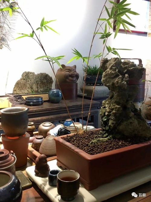 茶室懒人绿植推荐理由_茶室绿植布置图片--第1张