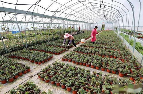 懒人绿植花卉培育图片_懒人花有哪些--第1张