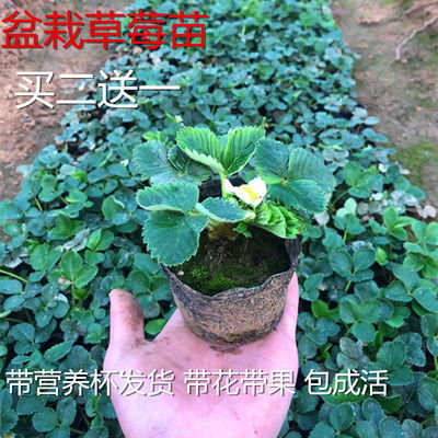 懒人阳台驱蚊绿植_阳台驱蚊盆栽--第1张
