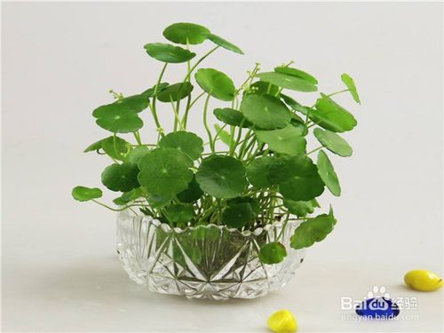 市内懒人绿植哪里有卖的_懒人养植物哪种容易活--第1张