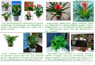 重庆懒人绿植_重庆鲜花绿植--第1张