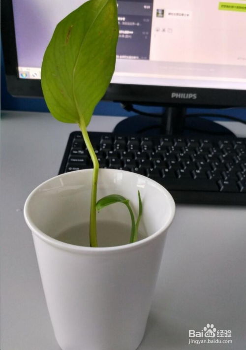 小杯懒人绿植图片_小杯子做法--第1张
