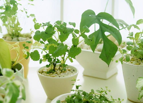 懒人什么绿植好养_懒人适合养什么树--第1张