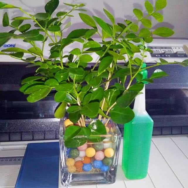 室内绿植懒人植物水植_室内绿植懒人植物水植有哪些--第1张