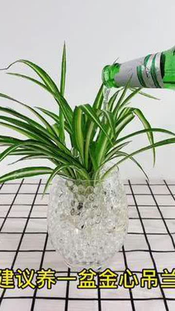 室内绿植懒人水培植物花卉_适合室内水培植物--第1张