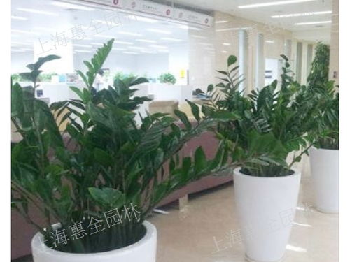广州懒人绿植盆栽店铺地址_广州哪里有绿植盆栽市场呢--第1张