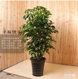 懒人绿植鲜花图片高清大图_绿植懒人盆怎么用--第1张