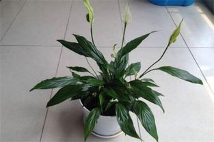 养猫懒人绿植有哪些_养猫懒人绿植有哪些植物--第1张