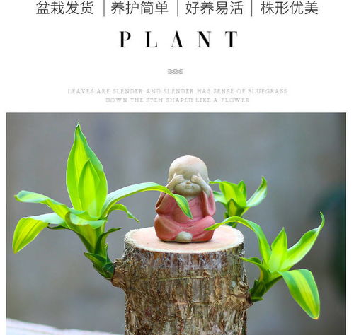 懒人绿植桌面图片高清壁纸_懒人 绿植--第1张