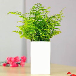 适合懒人家里放的绿植小型_适合家里养的懒人花草--第1张