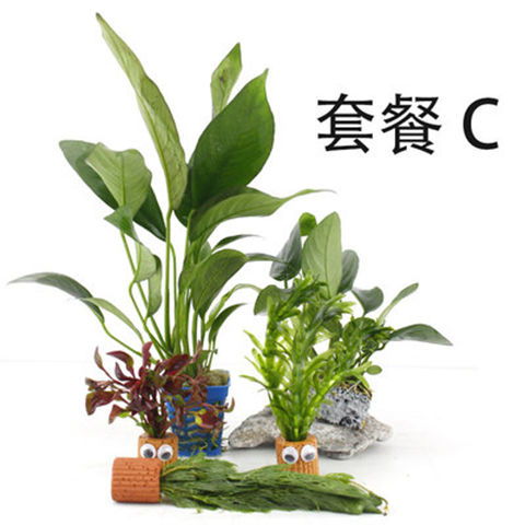 懒人鱼缸绿植套装_懒人鱼缸水草--第1张