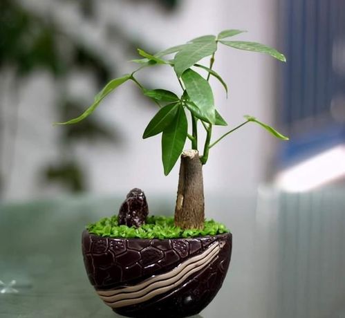 好养懒人的水培绿植有哪些_好养懒人的水培绿植有哪些呢--第1张