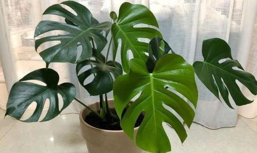 懒人绿植盆栽蕨好养吗视频_懒人绿植盆栽蕨好养吗视频讲解--第1张