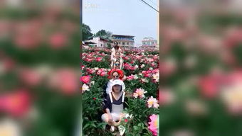 短剧城南花正开免费在线观看_城南花开专栏--第1张