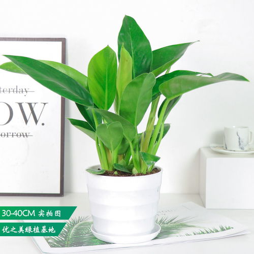 金钻绿植懒人盆好养吗_金钻绿植懒人盆好养吗视频--第1张