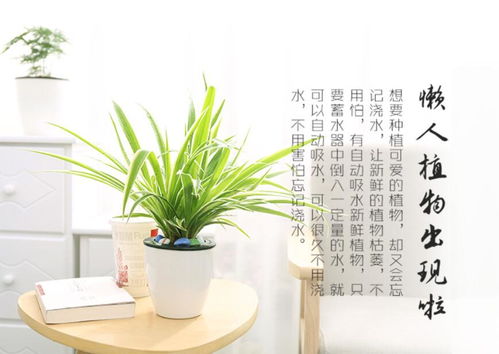 懒人绿植养殖方案_懒人植物盆栽--第1张