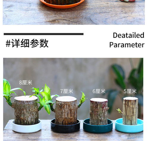 懒人室内养殖绿植图片高清_懒人植物怎么养--第1张