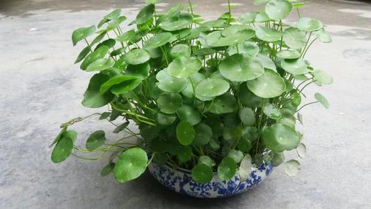 好养活的懒人绿植推荐一下_好养活的懒人绿植推荐一下图片--第1张