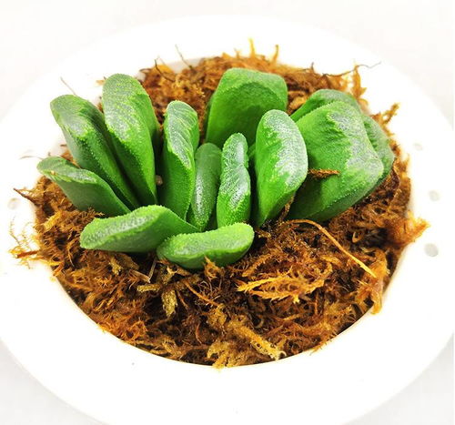懒人绿植好养水养_懒人绿植好养水养植物吗--第1张