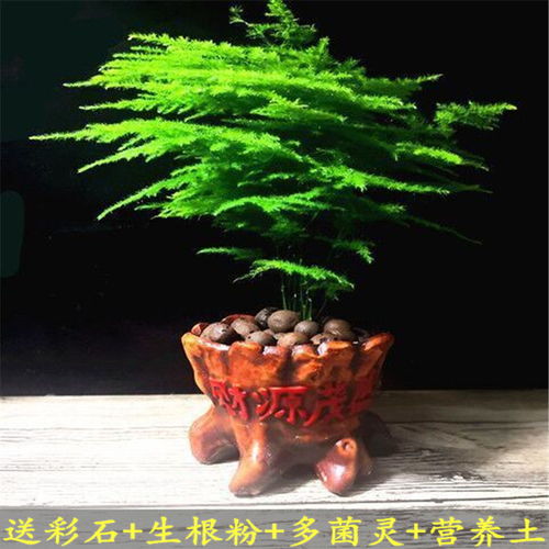 文竹绿植懒人盆栽_文竹绿植怎么养--第1张