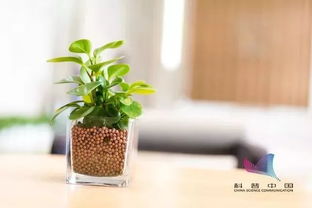 懒人养的绿植吸甲醛有用吗_懒人养的绿植吸甲醛有用吗--第1张