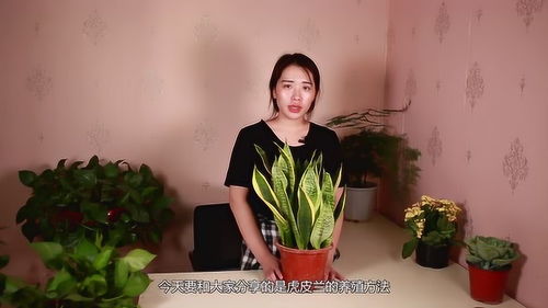 懒人绿植桌面摆放方法图_懒人 绿植--第1张