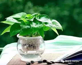懒人绿植好养活不好养的说说_懒人养好花--第1张