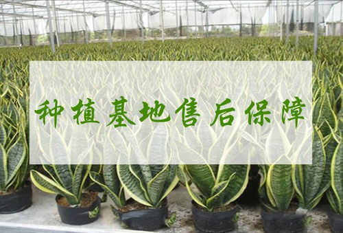 新房绿植推荐懒人盆栽_新房子买什么盆栽--第1张