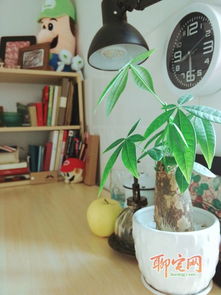 出租房绿植懒人_适合出租屋养的花--第1张