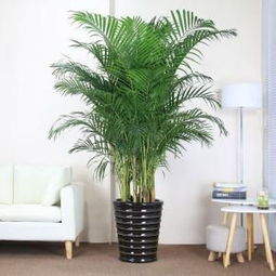 绿植盆栽室内懒人_室内绿植盆景--第1张