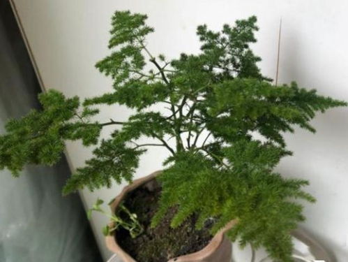 懒人绿植云竹苔藓_适合懒人养的花卉有哪些--第1张