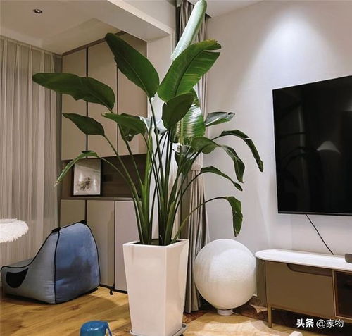 客厅懒人绿植怎么选择好看_客厅绿植什么好养--第1张