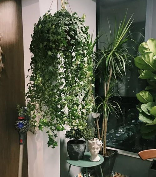 客厅懒人养啥绿植旺财呢_客厅懒人养啥绿植旺财呢视频--第1张