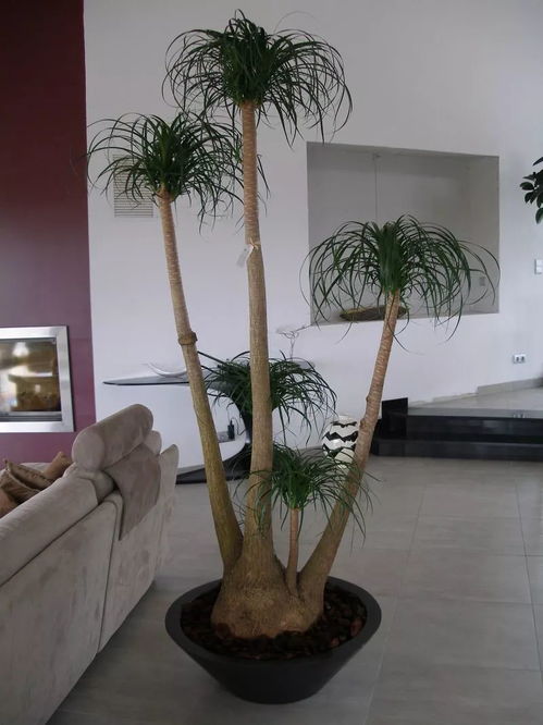 懒人家里种植什么绿植好_懒人种的室内植物--第1张