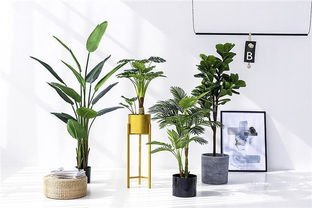 屋内懒人绿植怎么养_屋内懒人绿植怎么养的--第1张