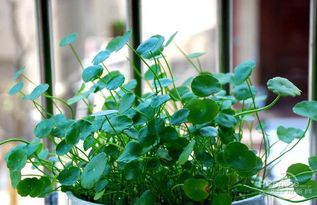 懒人买什么绿植好养活呢_懒人适合养的植物--第1张