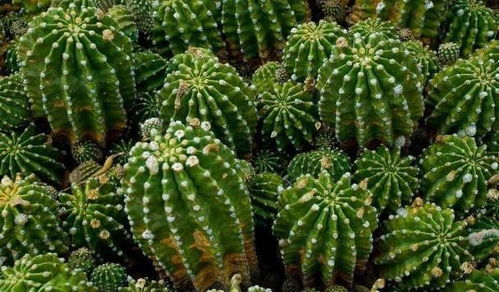 适合冬天懒人养的绿植植物_适合冬天懒人养的绿植植物--第1张