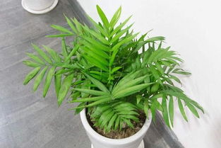 好养耐阴懒人绿植图片_好看又耐阴的植物--第1张