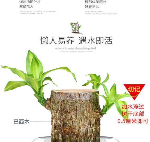 懒人水培绿植花卉_懒人水培绿植花卉怎么养--第1张